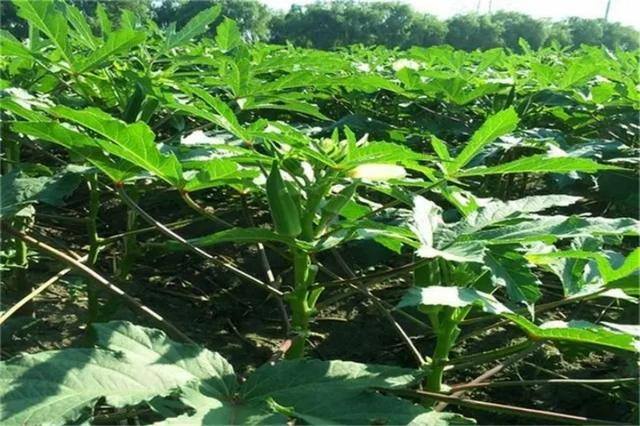 在农村种植什么比较挣钱（农村种植什么作物比较赚钱）
