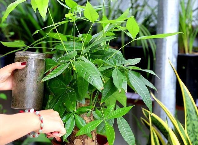 发财树放在家里哪个位置好（发财树的养护方位）