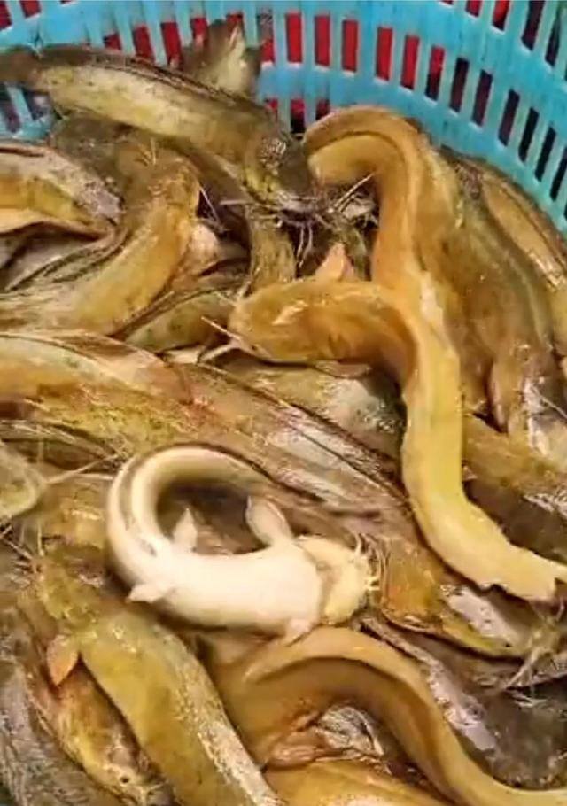 6亩鱼塘一年挣20万元（农村大叔用池塘养这种鱼已经有10年了，喂饲料好一点，容易长大）