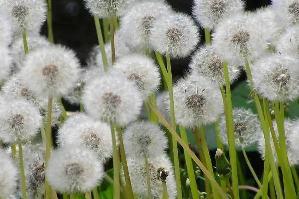 农村有哪些药材种植（草本植物有哪些？）