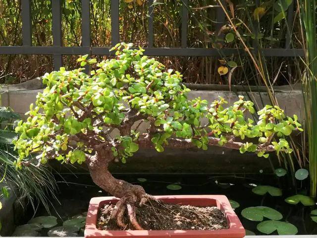 最好养的10种兰花（阳台上适合养什么花？）