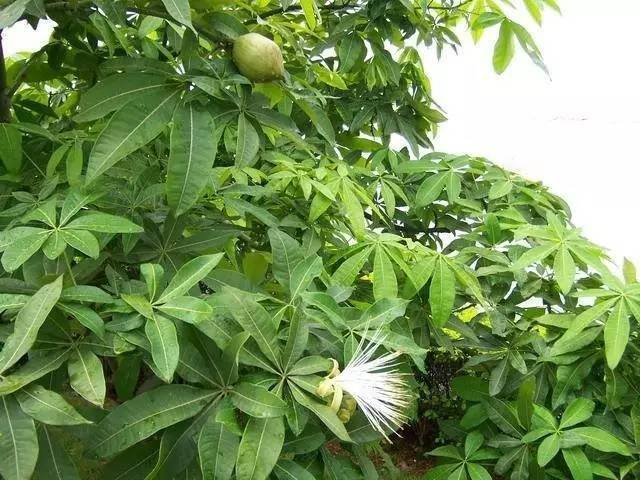 发财树好养吗（发财树怎么养？）