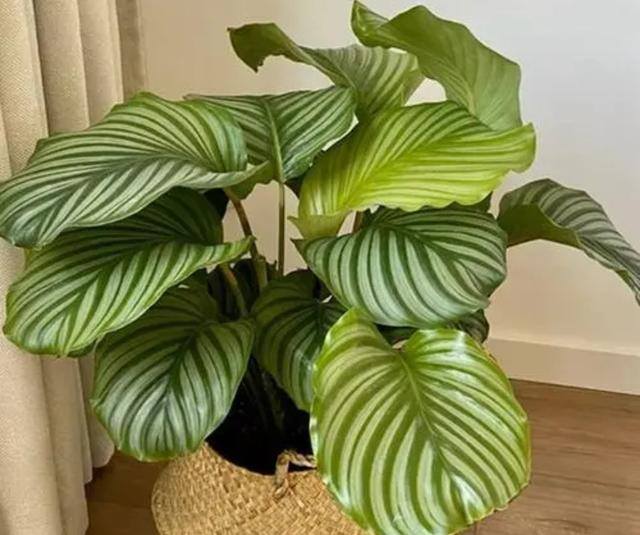 7种适合卧室养的植物（这5种植物适合养在卧室，有助于释放氧气，有助于睡眠）