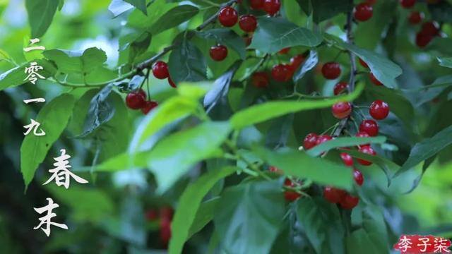 怎么拍视频（李子柒的美食摄影技巧）