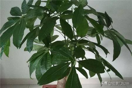 发财树可以水培养吗（发财树能水培养吗，有黄叶了怎么办）