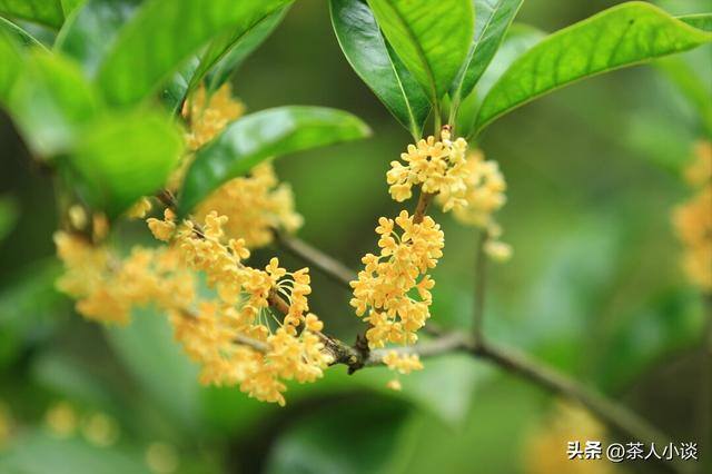 门前种什么树风水最好（老人说：“门前栽三树，家兴人丁旺”，3树分别指啥？早看早知道）