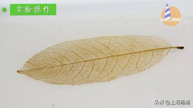 用废旧物品做手工简单又漂亮（手把手教你做“叶脉书签”）