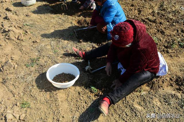 现在种植什么药材最赚钱（种植中药材赚钱吗？）