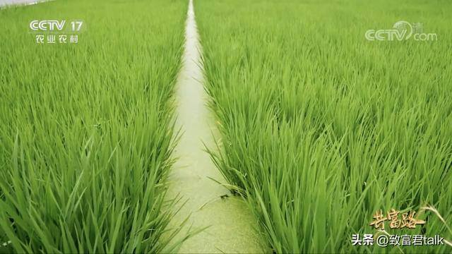 种地赚钱吗（贵州三穗县的农民种地赚钱吗？）