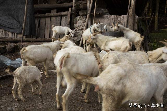 养殖什么最好养又赚钱（在农村里面做养殖业能不能赚钱？）