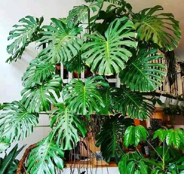 客厅养什么植物风水好（客厅最适合养大型绿植，这6种新型植物，好看好养护，养人养心）