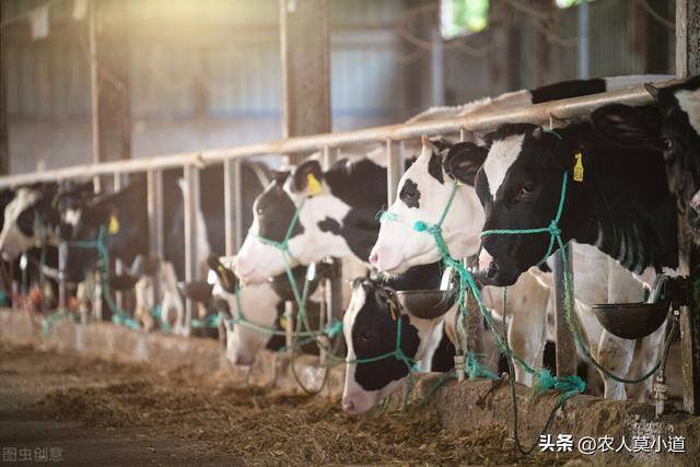 目前养殖什么最挣钱（在农村养殖什么是最稳的？）