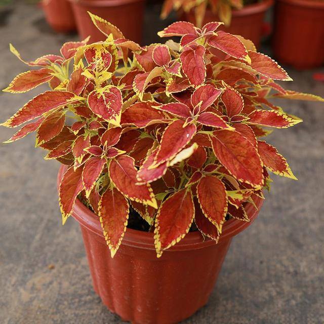 最好养的10种兰花（阳台上适合养什么花？）