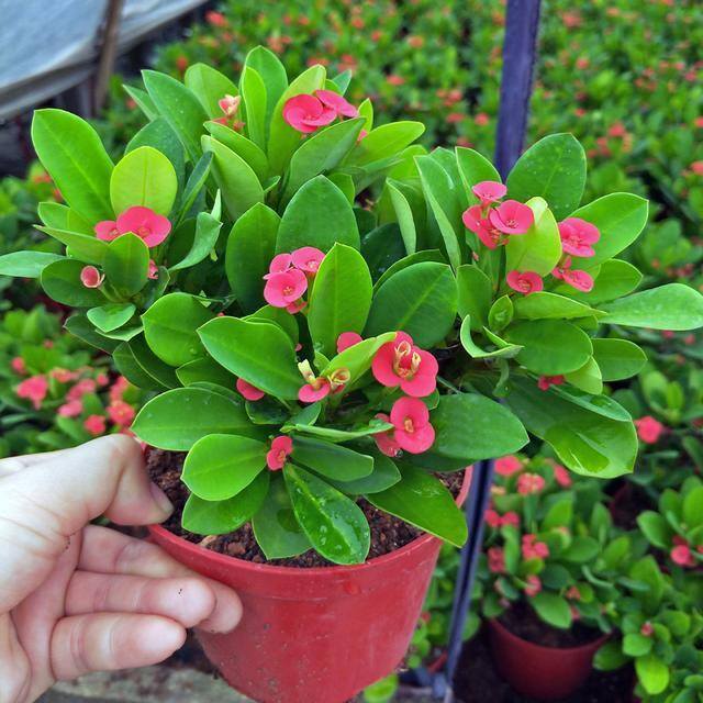 最好养的10种兰花（阳台上适合养什么花？）