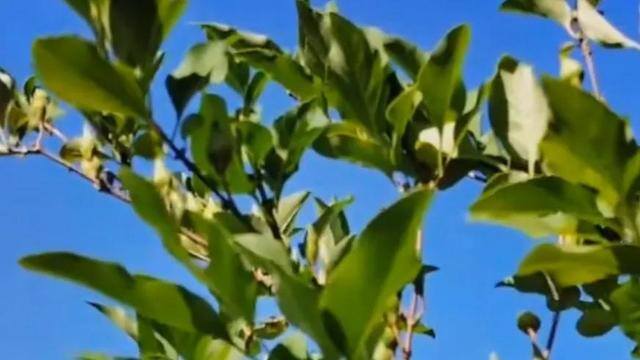种植连翘一亩能收入多少钱（家乡的中药材一连翘，最近又火了，有人靠这一项副业，月入万元）