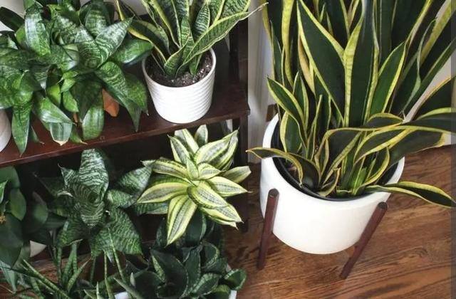 7种适合卧室养的植物（这5种植物适合养在卧室，有助于释放氧气，有助于睡眠）
