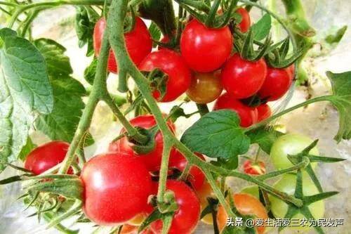 致富好项目（在家种植什么能赚钱？）