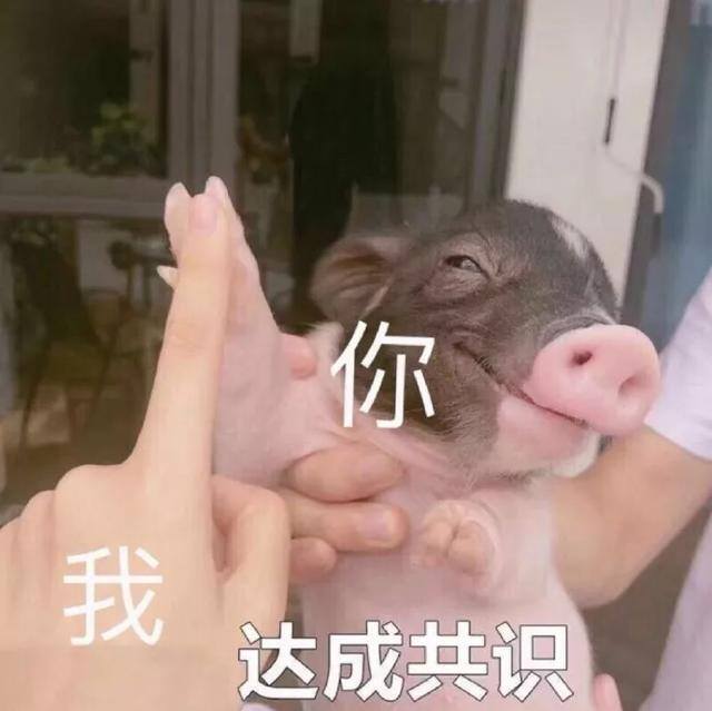 qq表情包怎么转到微信（微信上线多个新表情！你想要的都在这里！）