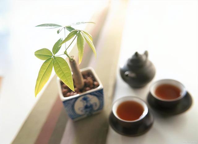 发财树放在家里哪个位置好（发财树的养护方位）