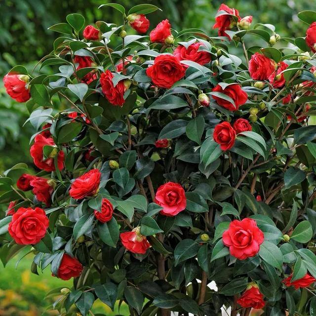 庭院花卉种植品种（院子里养这几种花，不怕冷不怕热，冬季零下也能开花不断！）