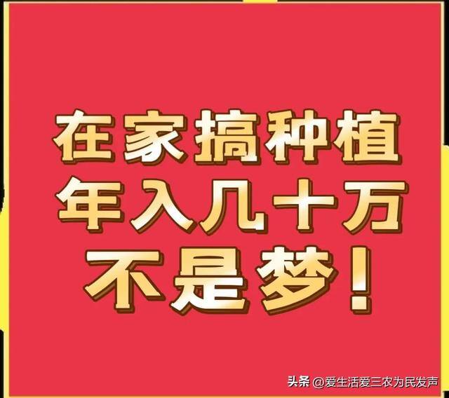 致富好项目（在家种植什么能赚钱？）