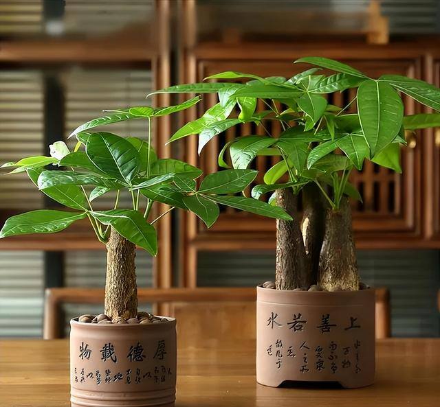 发财树放在家里哪个位置好（发财树的养护方位）