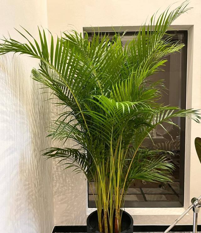客厅养什么植物风水好（客厅最适合养大型绿植，这6种新型植物，好看好养护，养人养心）