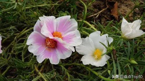 目前种植什么好（草花品种大盘点）