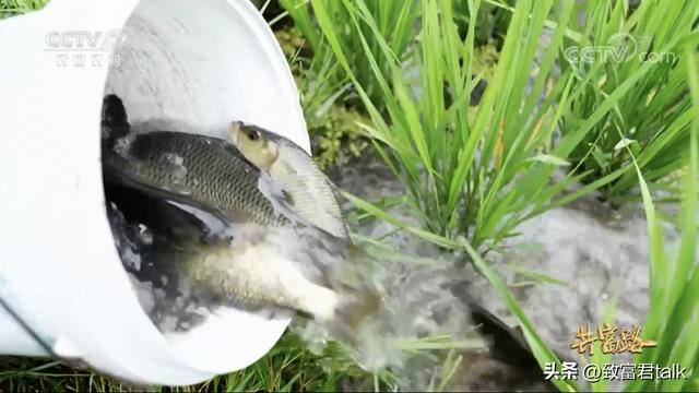 种地赚钱吗（贵州三穗县的农民种地赚钱吗？）