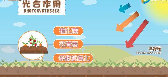 怎样快速变白（这个秋天不长肉）