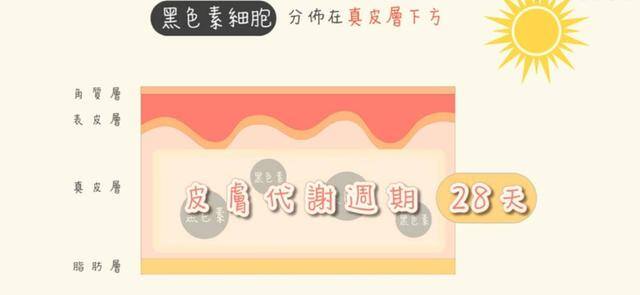 怎样快速变白（这个秋天不长肉）