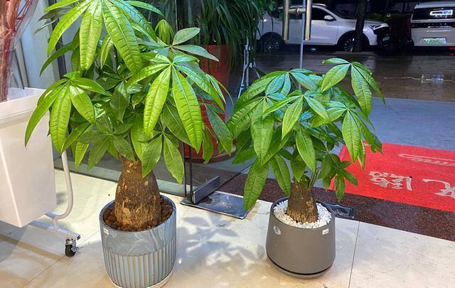 发财树放在家里哪个位置好（发财树的养护方位）