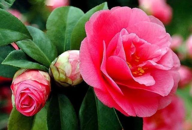 庭院花卉种植品种（院子里养这几种花，不怕冷不怕热，冬季零下也能开花不断！）