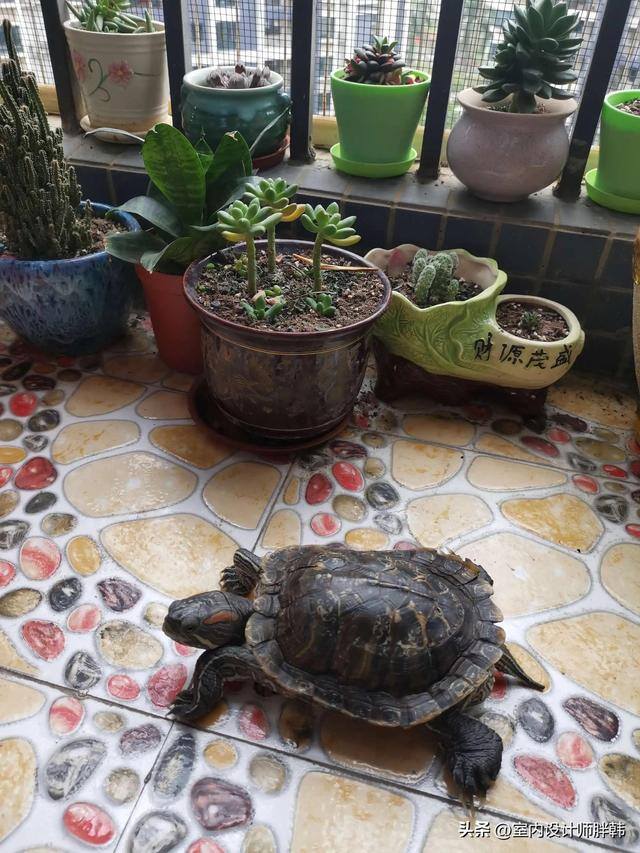 大门口种什么树对风水好又招财（农村俗语：“门前四树子孙富，五物进宅财源来”，什么意思？）