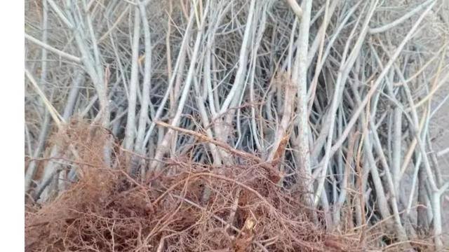 种植连翘一亩能收入多少钱（家乡的中药材一连翘，最近又火了，有人靠这一项副业，月入万元）