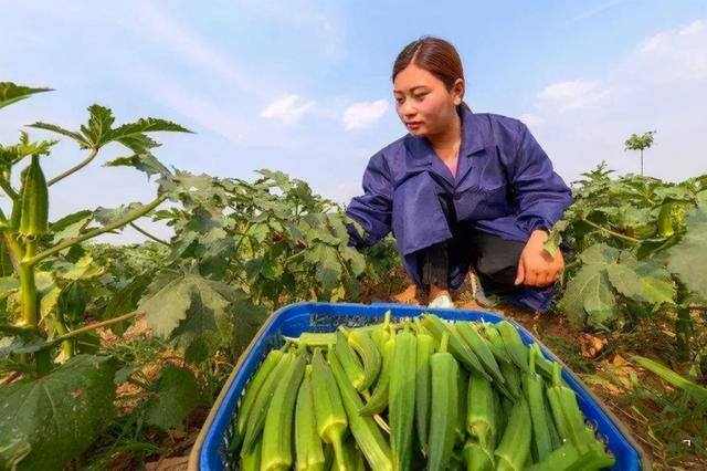 在农村种植什么比较挣钱（农村种植什么作物比较赚钱）