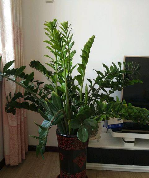 风水十大吉祥花（家里养这几种花卉，寓意着财运到金玉满堂，日进斗金，堆金如玉）