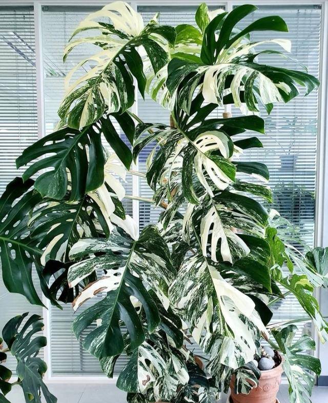 客厅养什么植物风水好（客厅最适合养大型绿植，这6种新型植物，好看好养护，养人养心）