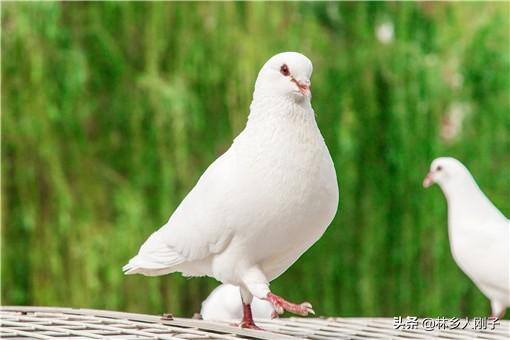 农村养殖加盟好项目（农村加盟养殖项目有哪些？推荐适合农村的4个养殖项目！）