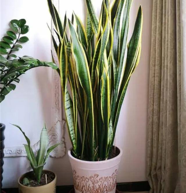 7种适合卧室养的植物（这5种植物适合养在卧室，有助于释放氧气，有助于睡眠）
