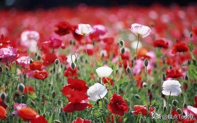 目前种植什么好（草花品种大盘点）