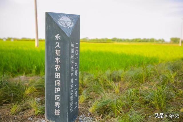 基本农田可以种果树吗（占用基本农田种植果树，符合相关规定吗？）