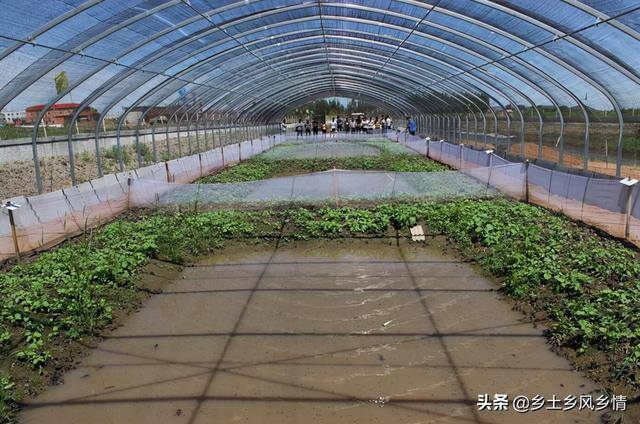 蟾蜍养殖（蟾蜍的养殖技术）
