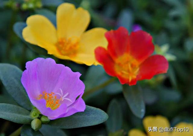 目前种植什么好（草花品种大盘点）