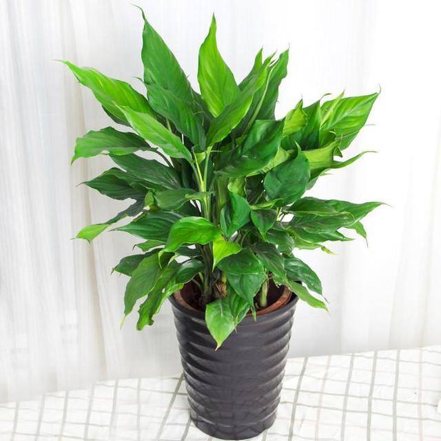 最好养的10种兰花（阳台上适合养什么花？）