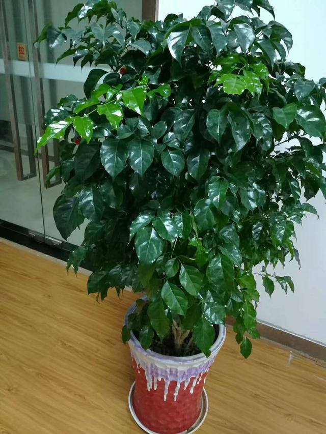 最好养的10种兰花（阳台上适合养什么花？）