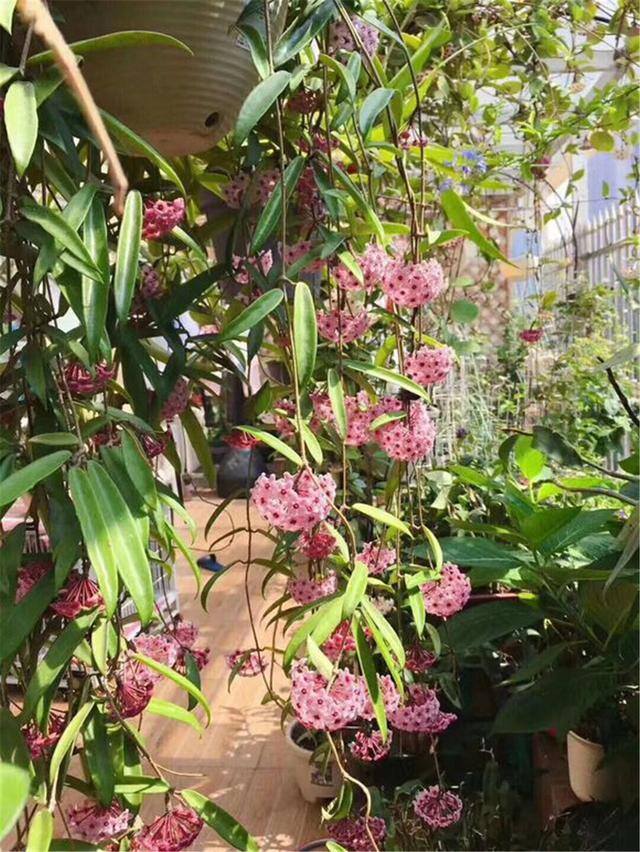 最好养的10种兰花（阳台上适合养什么花？）