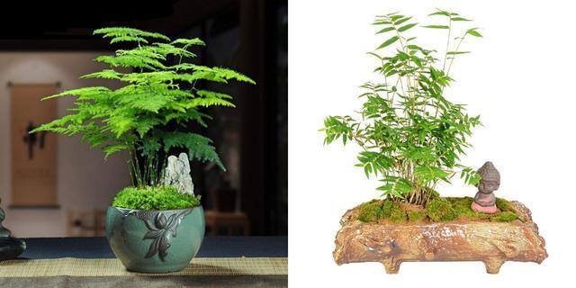 最好养的10种兰花（阳台上适合养什么花？）