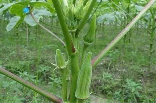 农村种植项目（盘点适合农村种植项目）