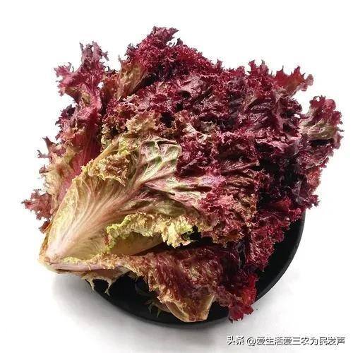 种什么菜好卖又赚钱（紫色白菜、紫色大白菜、紫色大白菜、紫色大白菜、紫色大白菜）